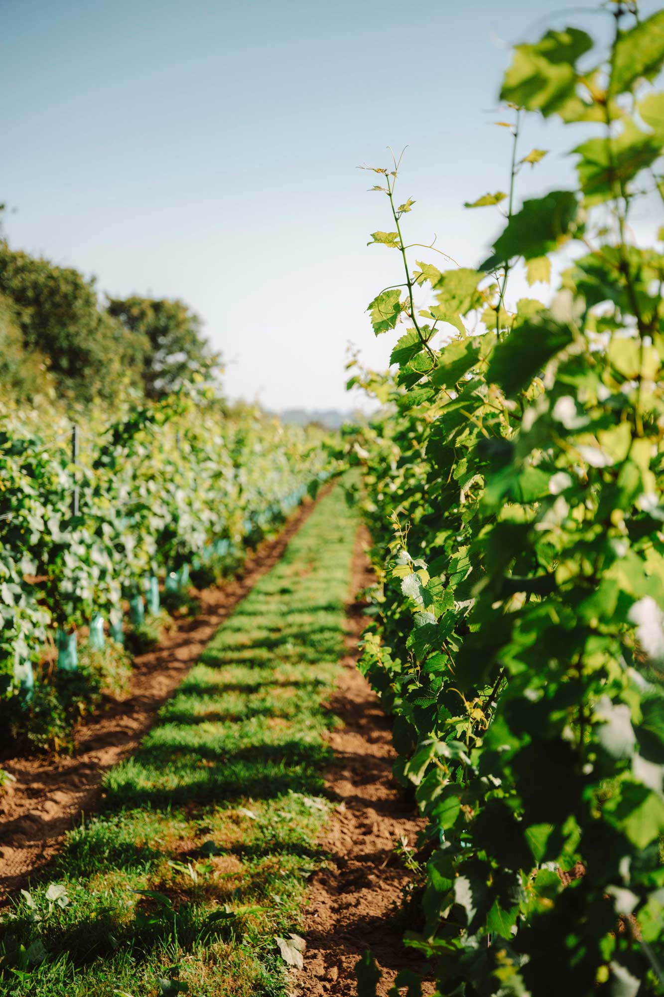 brucan-nos-vignes