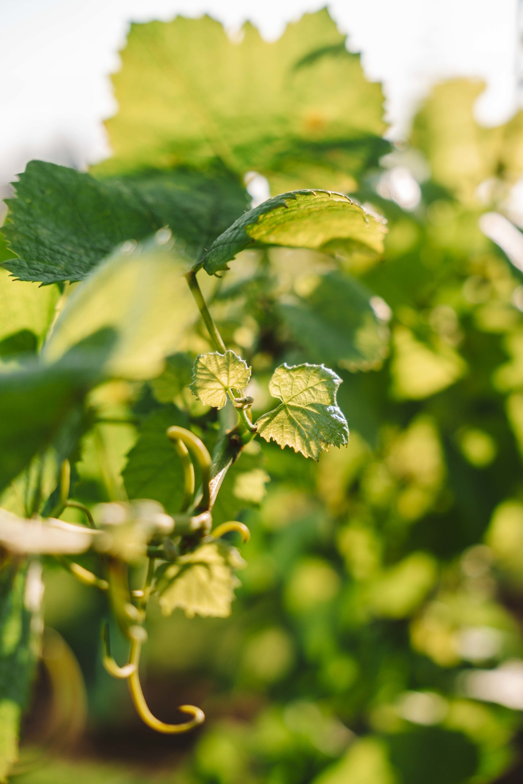 brucan-vigne-2