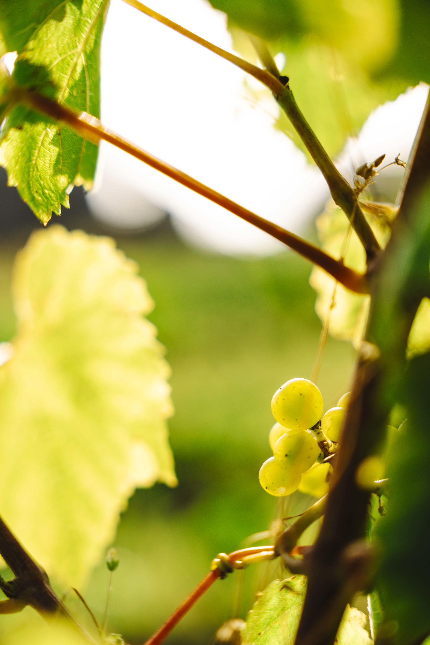 brucan-vigne-3
